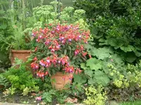 CIMG3815.webp