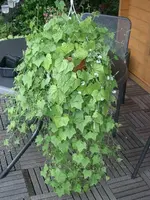 CIMG3856.webp