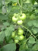 CIMG3827.webp