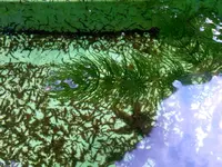 Wasserpest.webp