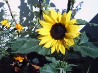 IMG00021.webp