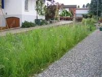 Wiese.webp