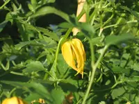 Clematis.webp