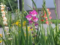 Gladiolen1.webp