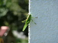 Heugümper.webp
