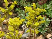 Sedum.webp