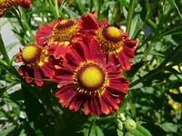 Sonnenbraut.webp