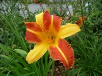 Taglilie.webp