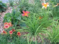 Taglilie Kokardenblume.webp
