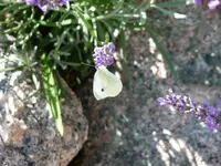 Zitronenfalter an Lavendel.webp