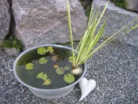Zuber.webp