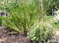 Rosmarin2.webp