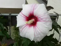 P1010770.webp