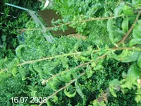 mirabelle1.webp