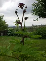 Garten 07-4-2008 002.webp