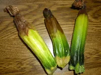 Zucchini,Blütenfäule.webp