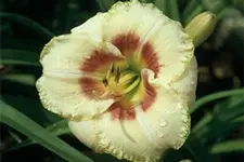 Custard_225x150.webp
