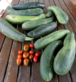 Zucchini2008.webp