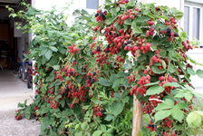 Brombeeren2008-01.webp