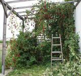 Brombeeren2008-02.webp