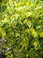 DSCF2568.webp
