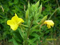 k-Blume unbekannt.webp