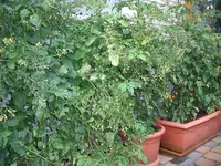 4(7).webp