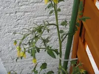 abgeknickte Blüten.webp