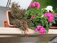 Husarenkopf.webp