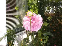 dahlie.webp