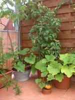 Garten 07-6-2008 001.webp