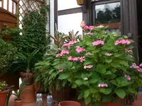 Garten 07-6-2008 002.webp