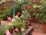 Garten 07-6-2008 003.jpg