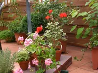 Garten 07-6-2008 003.webp