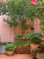 Garten 07-6-2008 005.webp