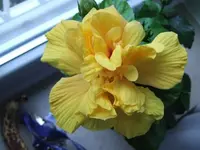 Hibiskus doppelte gelbe Blüte.webp