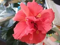 hibiskus doppelte rote Blüte.webp