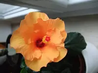 Hibiskus organge.webp
