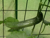 DSCN1611.webp