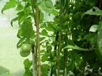DSCN1613.webp