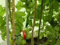 DSCN1614.webp