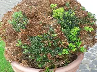 Baum total.webp