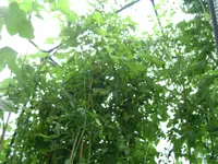 DSCN1616.webp
