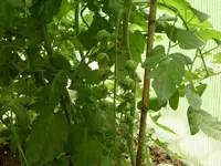 DSCN1618.webp