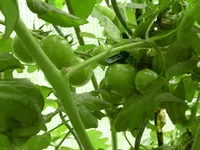 DSCN1619.webp