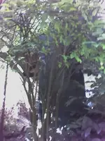 Regina2.webp