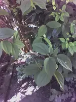 Regina3.webp