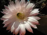 IMG_1443_Kak.webp