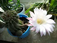 IMG_1422_Kak.webp
