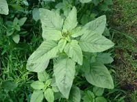 003.webp